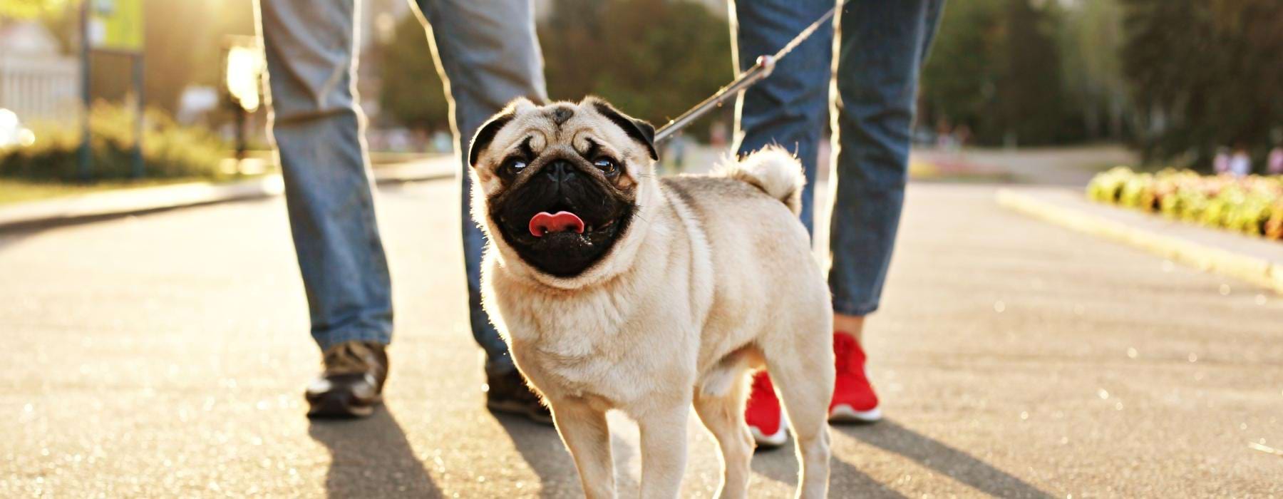 a dog being walked by a person